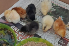 WhatsApp-Image-2023-06-01-at-08.19.27